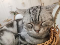 -共舞时光猫咖·狗咖(新街口店)