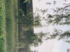 -洋湖国家湿地公园