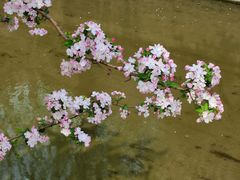 -海棠花溪(元大都城垣遗址公园)