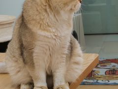 -有喵·猫咖·狗咖·30几只猫10只小狗(岗厦店)