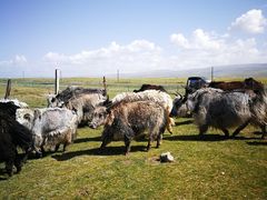 -青海湖国家重点风景名胜区