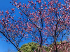 -金鸡湖桃花岛