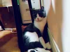 -李小姐の猫咖啡馆(五角场店)