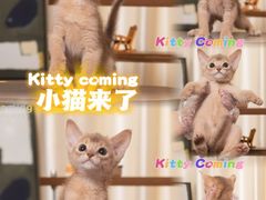 -小猫来了·猫舍(红山六九七九店)
