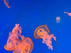 -太平洋海底世界