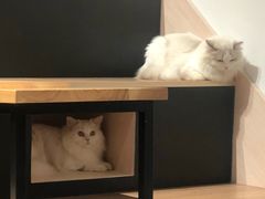 -瞄一喵猫咖(格力海岸店)