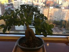 -上海老饭店(北京分店)