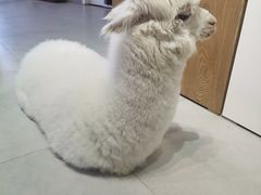 -Heymao猫咖.咖啡厅(东门店)