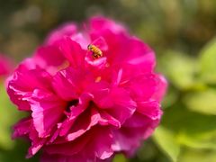 -北京西山国家森林公园