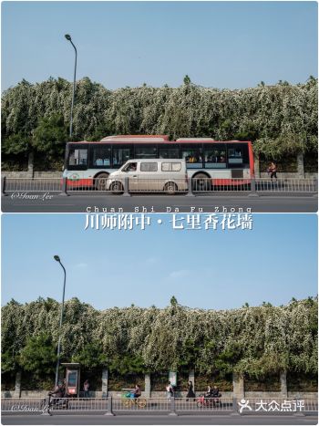 成都｜这里拍照很好看｜万白丛中一点黄，黄色七里香花墙