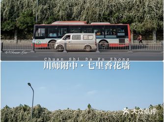 成都｜这里拍照很好看｜万白丛中一点黄，黄色七里香花墙