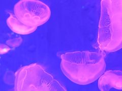 -哈尔滨波塞冬海底世界
