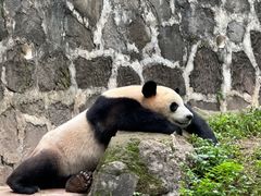 -都江堰中华大熊猫苑