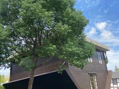 -金山农民画村-枫泾波兰倒置屋