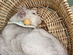 -怪兽屋·羊驼·猫咖·狗咖(俊华广场店)