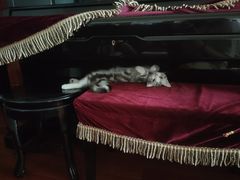 -东方名猫馆·英短金渐层布偶猫舍(环线广场1号楼店)