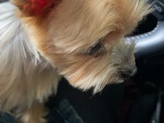 -帕帕拉兹宠物(亚洲旗舰店)