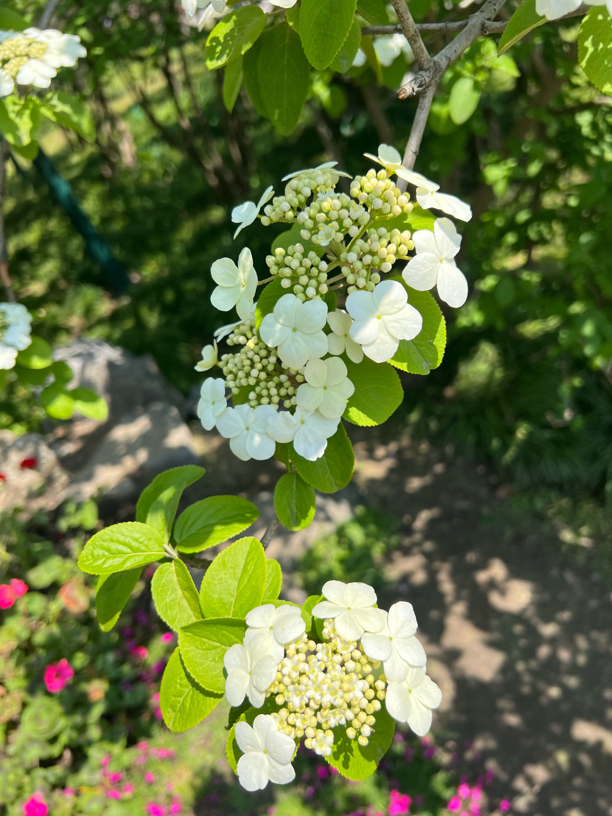 琼花图片大全绣球花图片