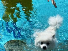 -趣玩宠物乐园寄养训犬训狗游泳池