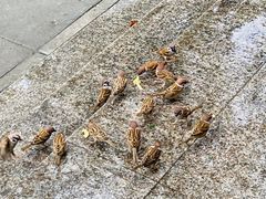 玉米面-胖子煎饼店(钦州南路店)