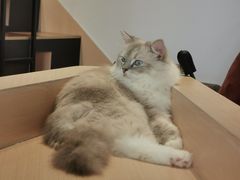 -瞄一喵猫咖(格力海岸店)
