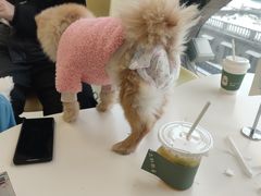 -怪兽屋·羊驼·猫咖·狗咖(俊华广场店)