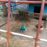 拯救不开心[亲亲]→佘山茂御开心农场[糖果]