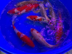 -华声天桥民俗文化园