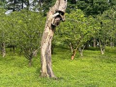 -上海共青森林公园