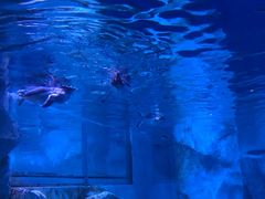 -暹罗海洋世界
