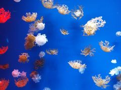 -芜湖新华联大白鲸海洋公园