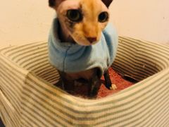-猫色咖啡·猫咖