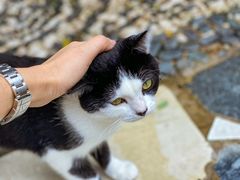 -喵屿·大理花园猫咖