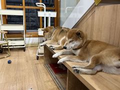 -是阿柴呀！柴犬咖啡·爱喵喵猫咖