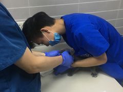 -芭比堂动物医院·心脏专科·夜诊·吉雅分院