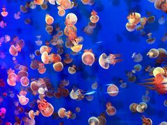 -成都浩海立方海洋公园