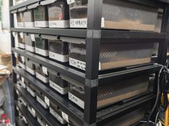 -酷以爬仙阁实体爬宠店·守宫·蜥蜴·专业繁育