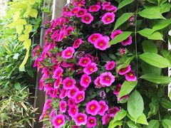 -小仙居·农家宴烤羊· 农庄