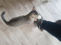 -海边的猫和咖啡馆