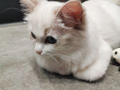-瞄一喵猫咖(格力海岸店)