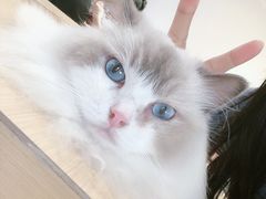 -瞄一喵猫咖(格力海岸店)