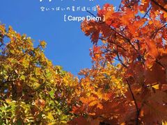 -北京十三陵国家森林公园蟒山景区