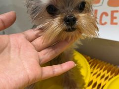 -读宠于你·约克夏比熊·睫角守宫·爬宠售卖(高新店)