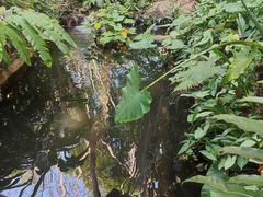 -海南热带野生动植物园