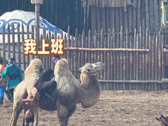 -希拉穆仁草原