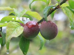 -香雪海