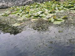 -成都市活水公园