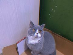 -猫亿天猫咖