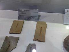-中国第四纪冰川遗迹陈列馆