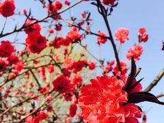 -石家庄市植物园